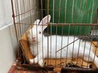 White Rabbit For Sale.(friendly)