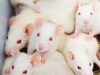 White Rat (albino) সাদা ইঁদুর