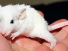 White rat