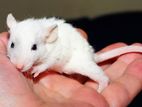 white rat