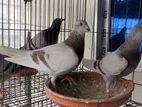 White recer pigeon