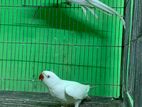 White Ringneck Pair