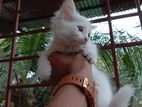 White Siberian Cat