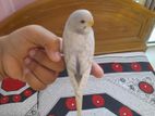 White spangle budgie. 5 months age, high Mutation