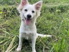 White Swiss Shepherd Dog