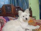 White Terrier Mix Breed