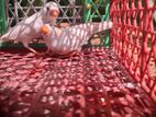 White zebra finch