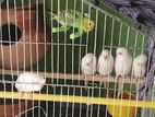 Budgies for sale