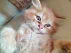 Persian Cat