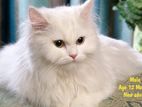 Persian cat for sell