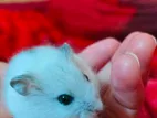 White Hamster Male