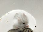 Winter White Hamster Pair