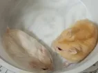 Winter white hamster pair