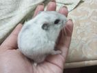 Winter white hamster pair