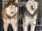 Wolly Coat Huksy Breeding Pair