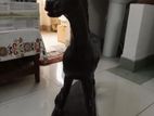 Wooden Horse ( ইবনি কাঠের)