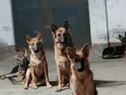 Working line German Shepherd pups