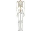 XC-101 Skeleton 180cm Tall
