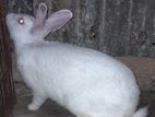 Rabbit for sell