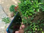 Xiaomi Poco X3 NFC 6/128 (Used)