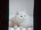 Xiaomi Poco X3 . (Used)