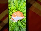 Xiaomi Redmi 10 4/64 (Used)