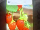 Xiaomi Redmi 10 বক্স নাই (Used)