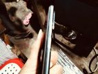 Xiaomi Redmi 10 (Used)