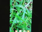 Xiaomi Redmi 10C 4+2/128 (Used)