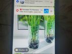 Xiaomi Redmi A3 4/64 GB (2025) (Used)