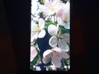 Xiaomi Redmi K20 Pro (Used)