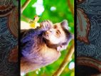 Xiaomi Redmi Note 10 Pro 6 gb 128 (Used)