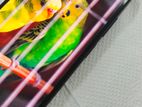 Xiaomi Redmi Note 11 Pro Plus . (Used)