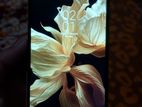 Xiaomi Redmi Note 12 . (Used)