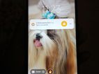 Xiaomi Redmi Note 8 4+64 (Used)