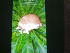 Xiaomi Redmi Note 9 . (Used)