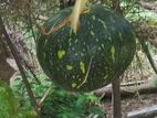 Kabocha for sell