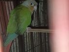 BIRD SELL