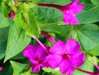 সকাল সন্ধ্যা ফুল গাছের বীজ
