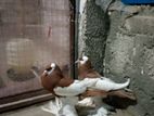 yeallow magpie pouter baby pair