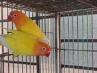 yello fisher pair brid