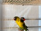 Yellow Collar Love Bird