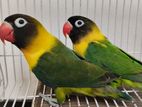 Yellow Collar lovebird Agapornis