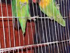 Yellow Collar Love bird Pair