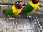 Yellow Collared Love Bird Breeding Pair with DNA