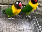 Yellow Collared Love Bird Breeding Pair with DNA