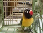 Yellow Collared Love Bird