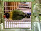 Yellow Collared Love Bird