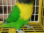 Yellow collared Male brid