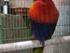 Yellow Collerd Adult Female Lorikeet